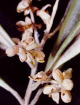 Zeytin güvesi yaprak dölü zararı